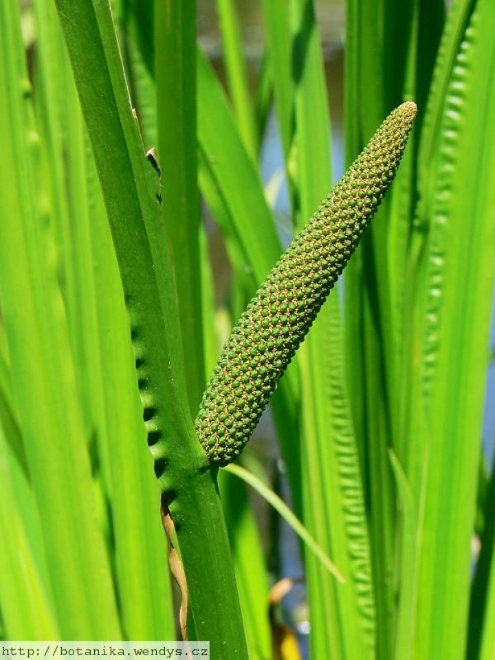 Покажи аир. АИР обыкновенный - Acorus Calamus. АИР болотный (Acorus Calamus). АИР болотный соцветие. АИР обыкновенный соцветие.