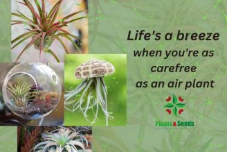 In a world full of roots, be an air plant – thriving without being tied down.