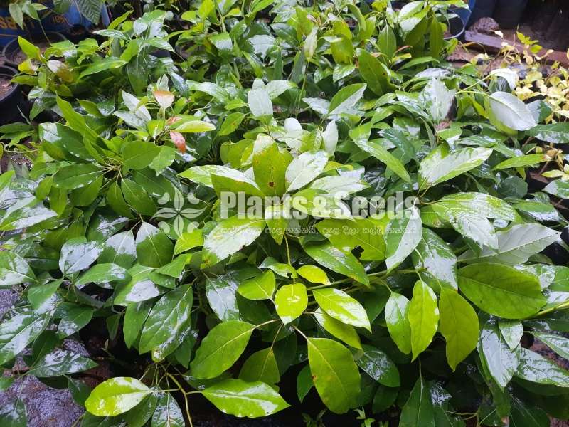 Fuerte Avocado (ෆර්ටේ අලිගැටපේර )