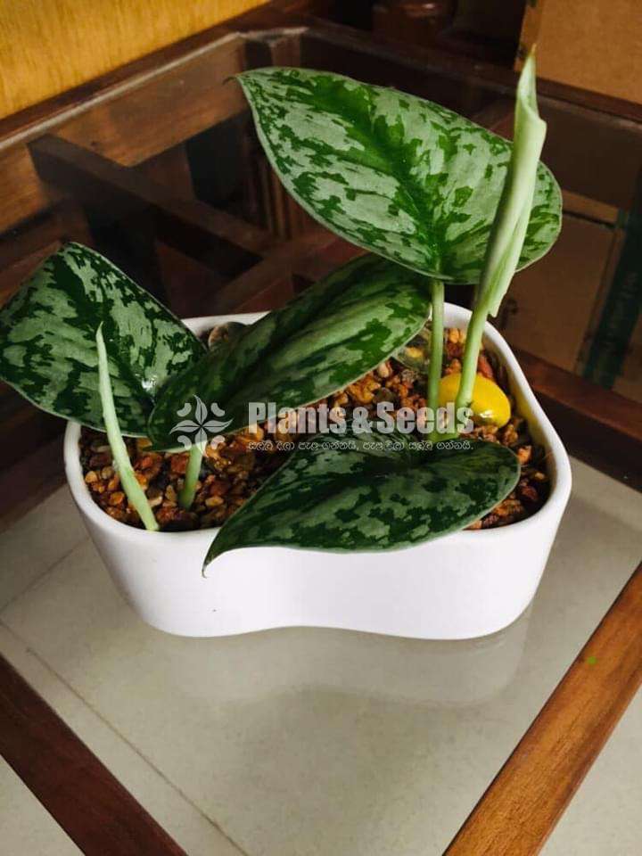 Scindapsus Plants