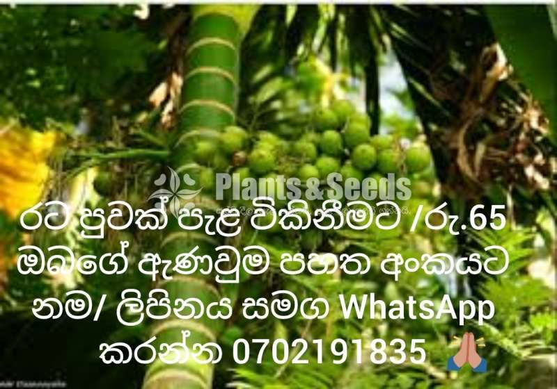 රට පුවක් පැළ විකිනීමට