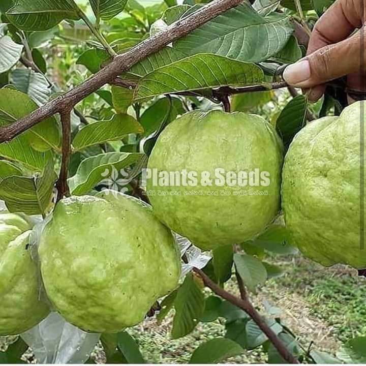 ලේයර් ඇපල් පේර පැල