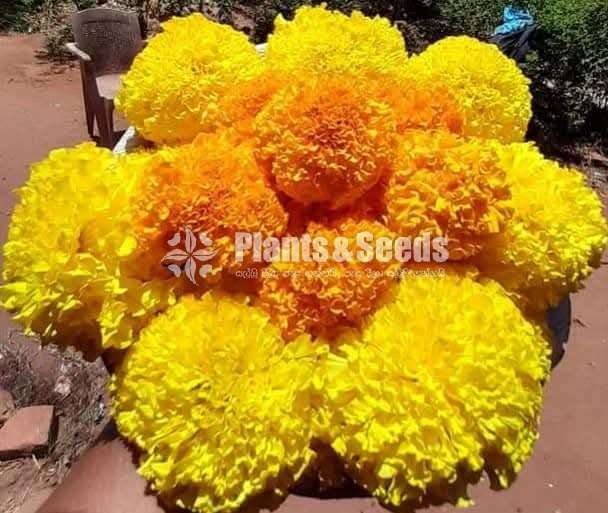රතු සහ සුදු නෙළුම් මල්, දාස්පෙතියා මල්, නිල් මානෙල්