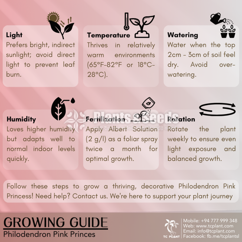Philodendron Pink Princess - Highly Variegated