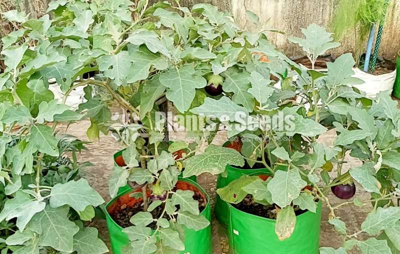 Egg Plants (wambatu pela) 