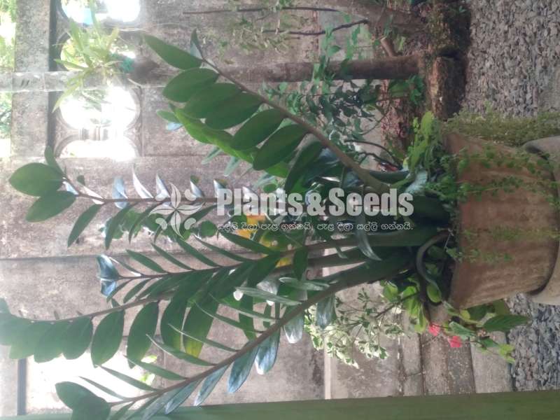 Indoor plants jaela urbanleaf 