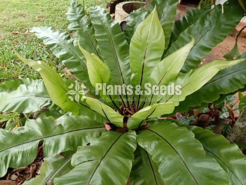 A large Bird's nest plant for sale in Meegoda, Homagama