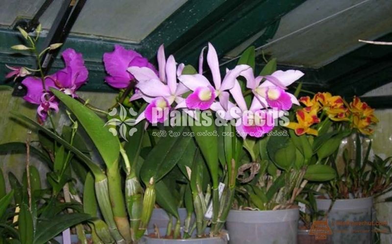 Dendrobium Orchid