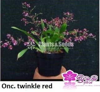 Twinkle White