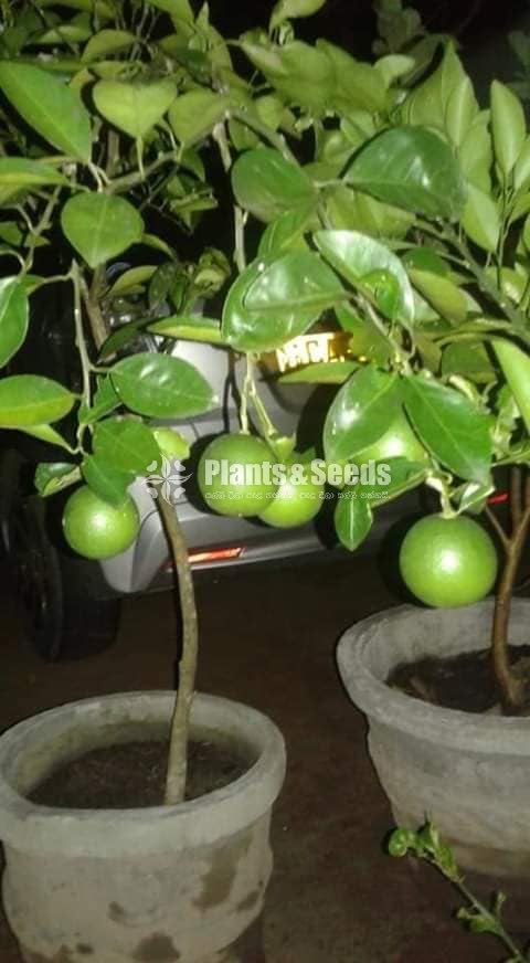Mandarin Plant