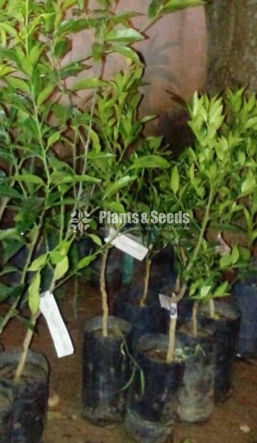 Mandarin Plant