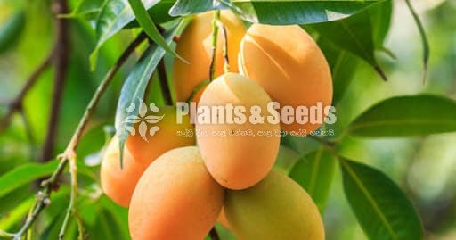 Mango Plants