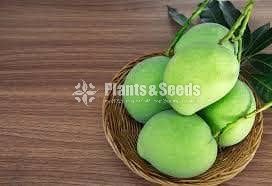 Mango Plants