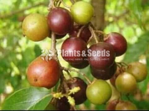 Ugurassa Plants