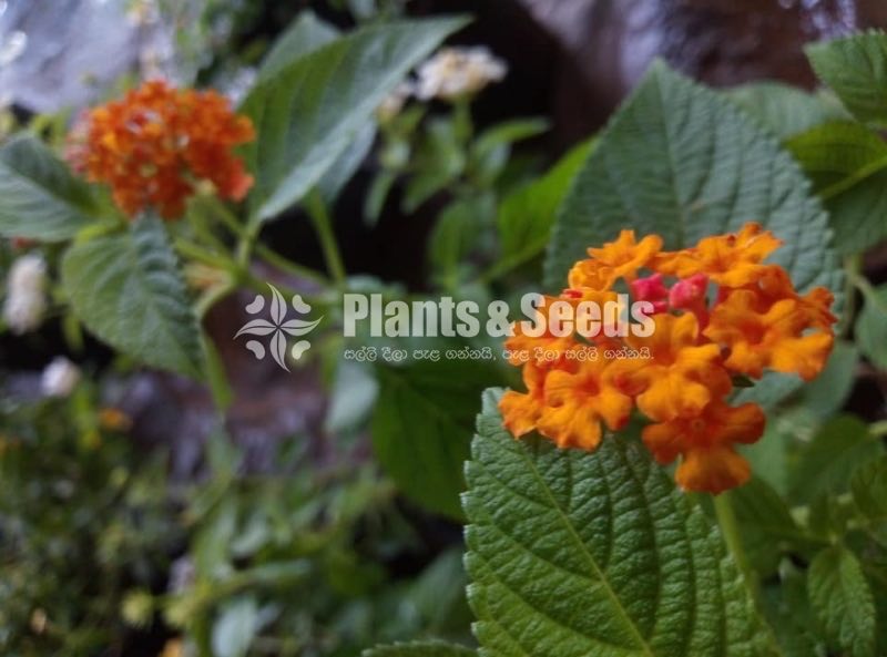 Colorful Lantana 