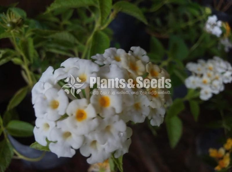Colorful Lantana 