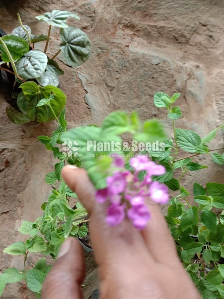 Colorful Lantana 