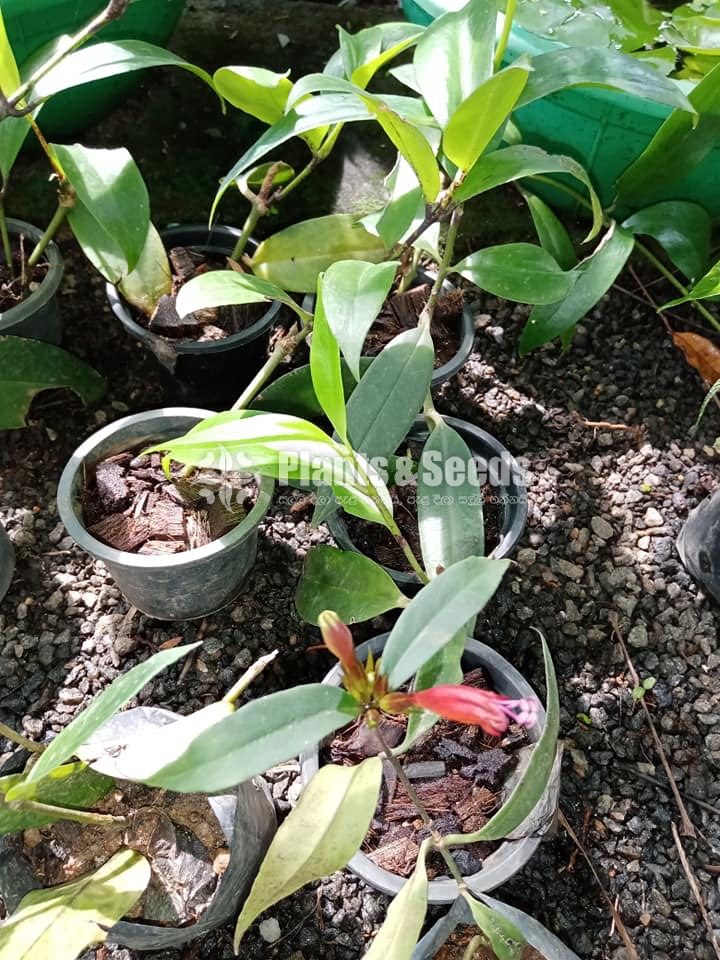  lipstick& Anaconda plants
