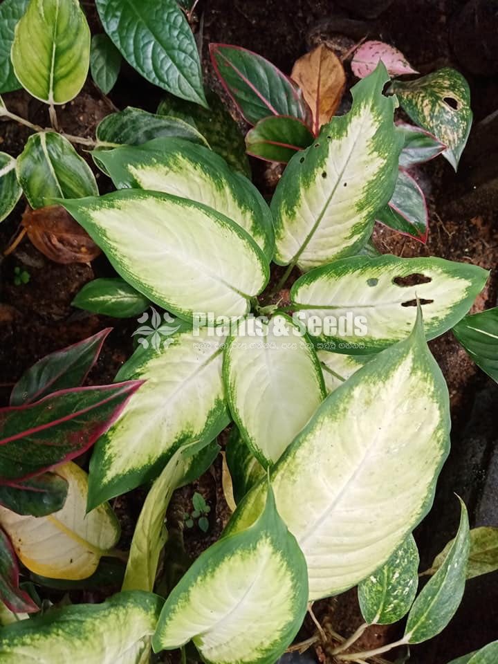 Aglaonema Outdoor Plants