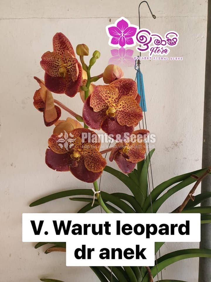 Vanda-1350