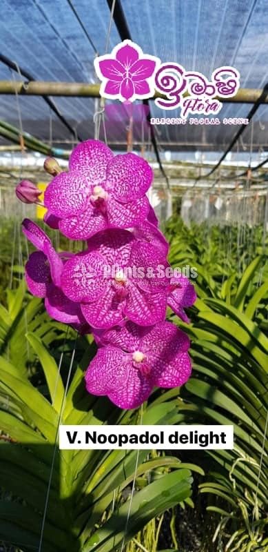 Vanda-1350