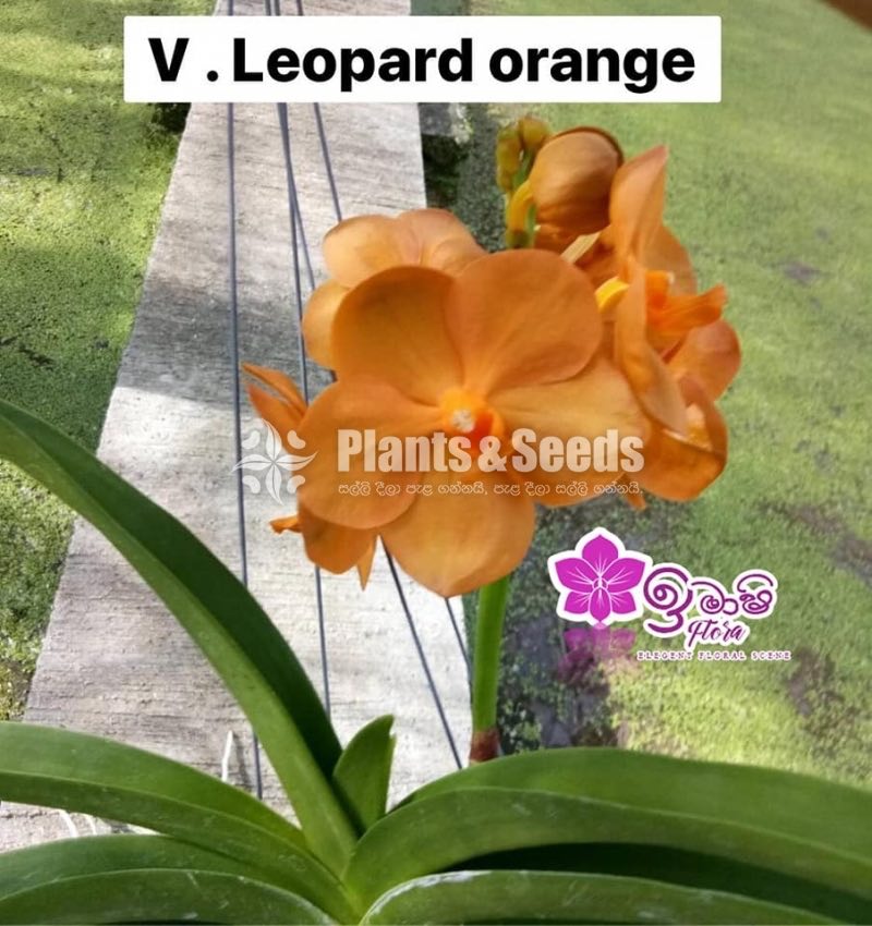 Vanda-1350
