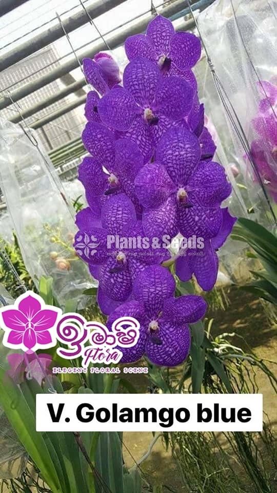 Vanda-425