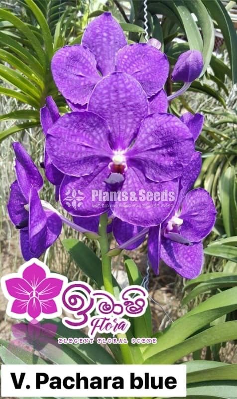 Vanda-425