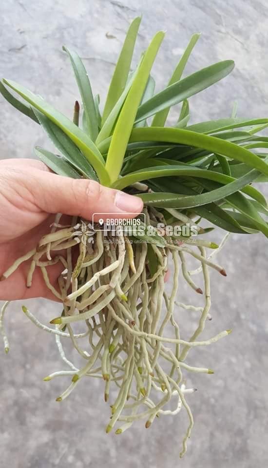 Vanda-425