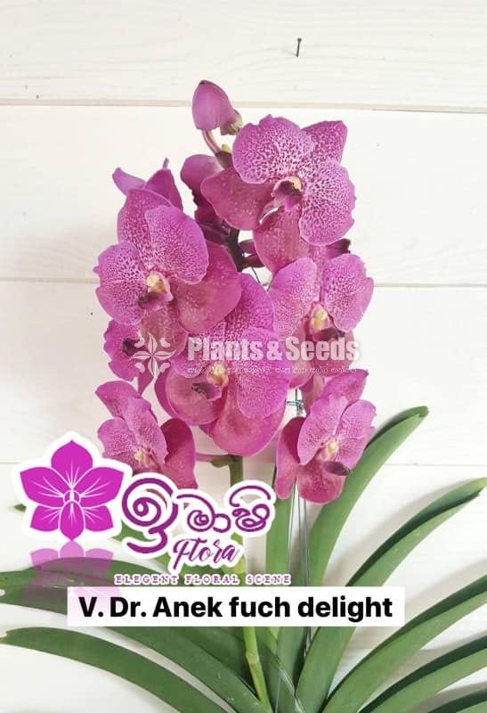 Vanda-425