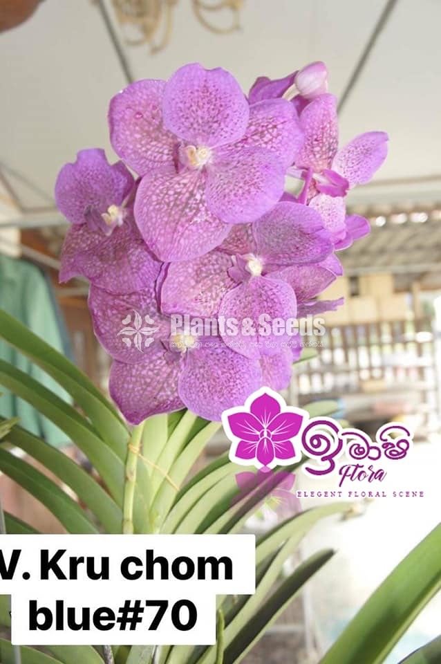 Vanda-425