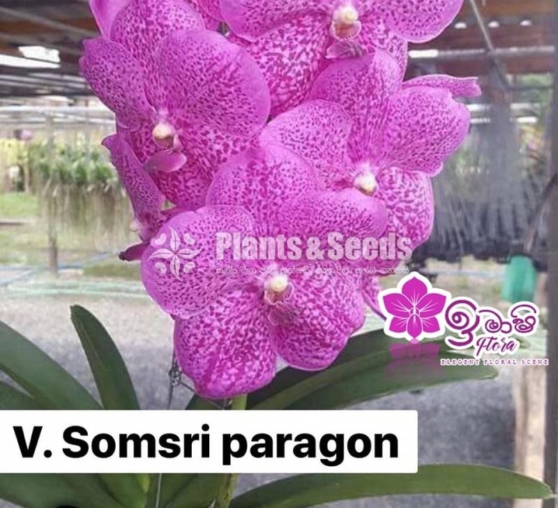 Vanda-425