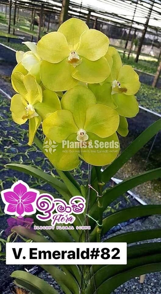 Vanda-425