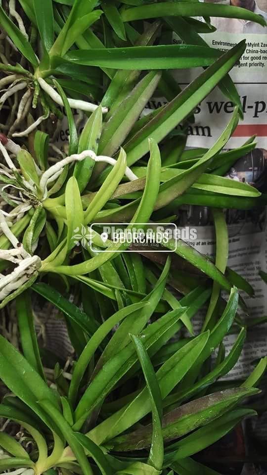 Vanda-425