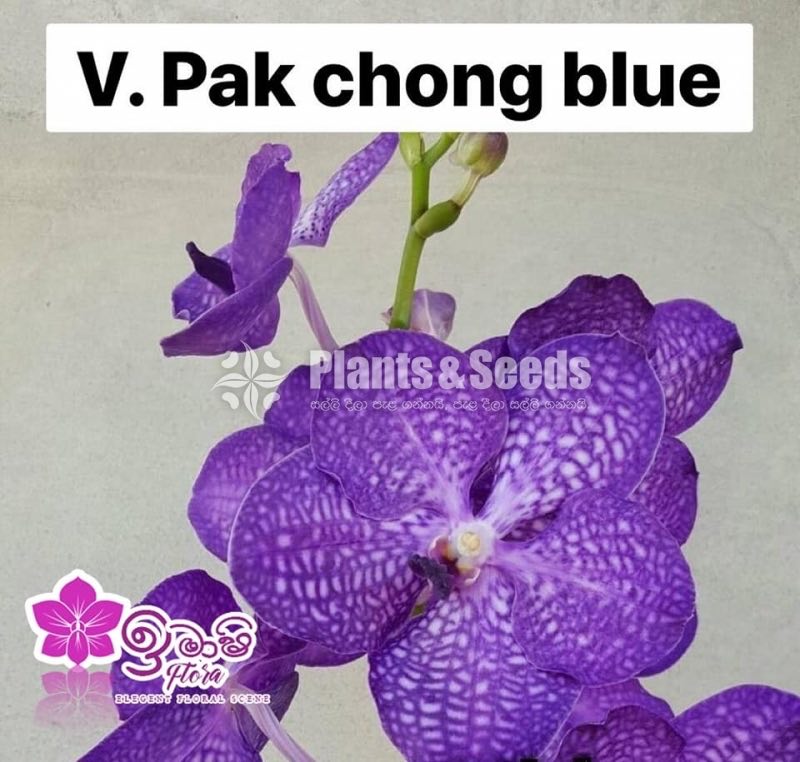 Vanda-425