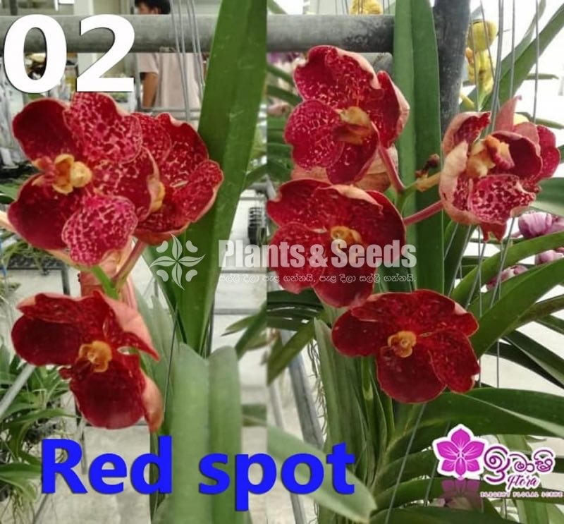 Vanda-1350