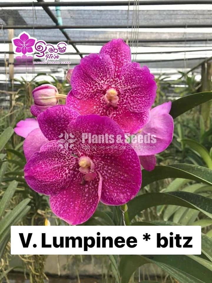 Vanda-1350