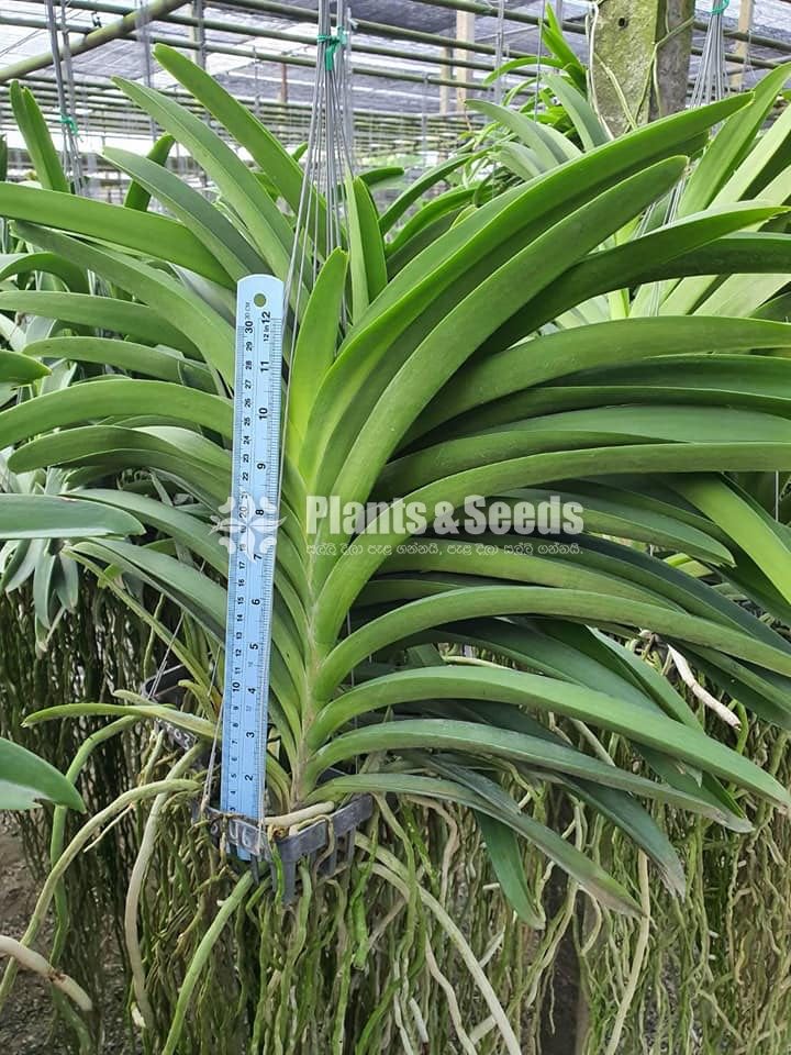 Vanda-1350