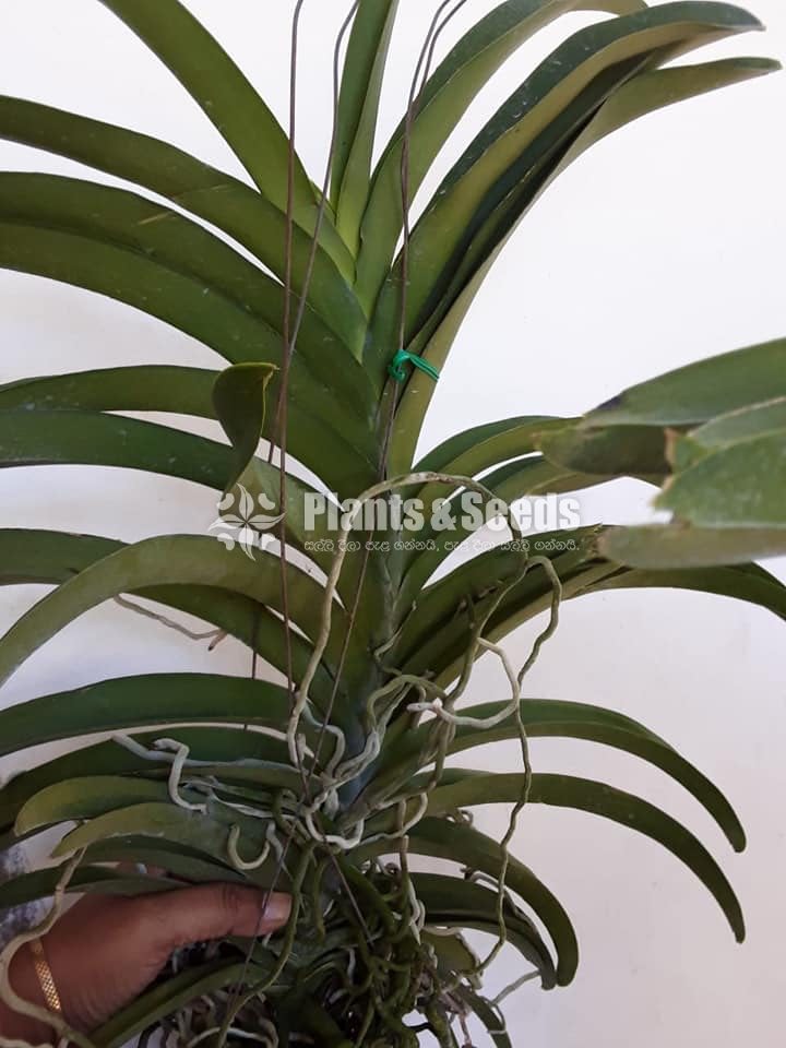 Vanda-1350