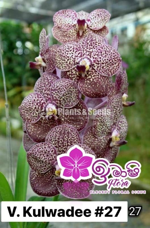 Vanda-1350