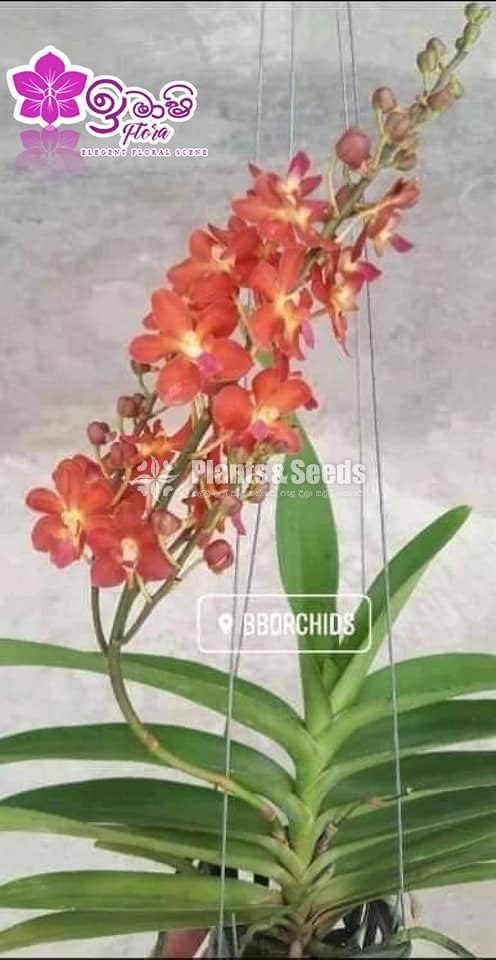 Vanda-1350