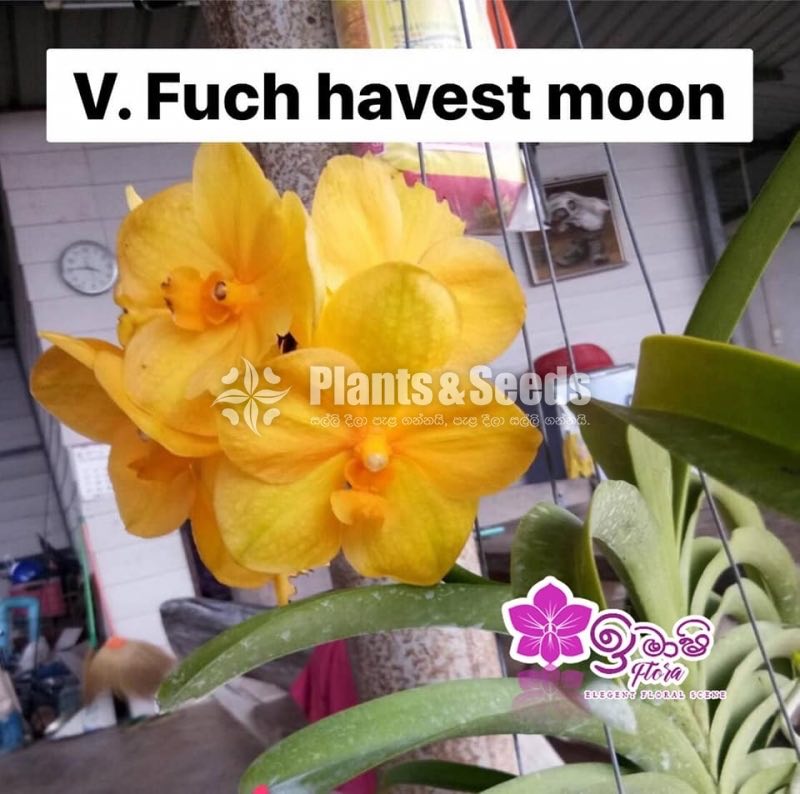 Vanda-1350