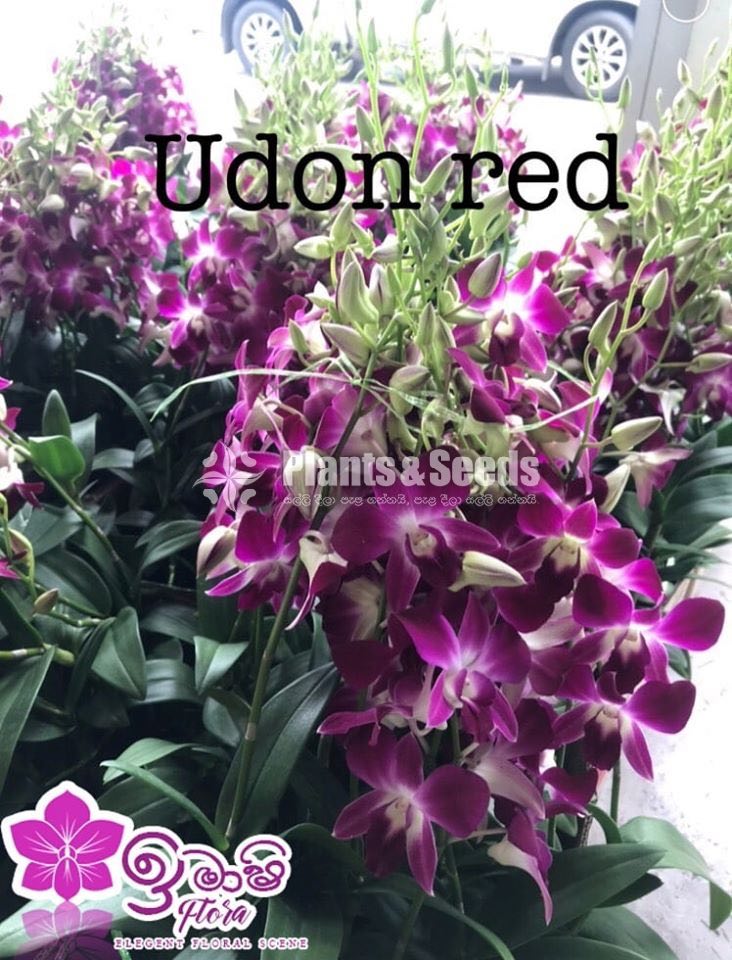 Dendrobium Orchid-190