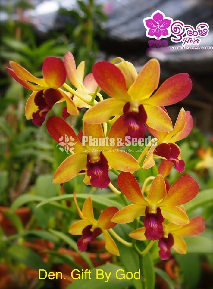 Dendrobium Orchid-190