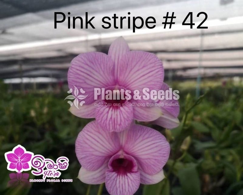 Dendrobium Orchid-190