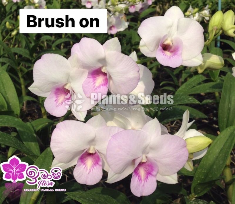 Dendrobium Orchid-190