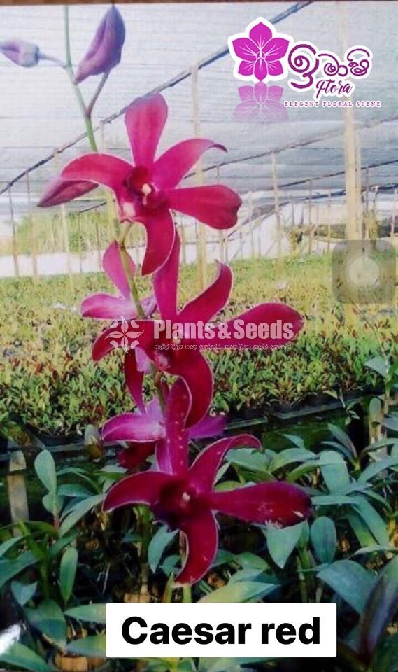 Dendrobium Orchid-190