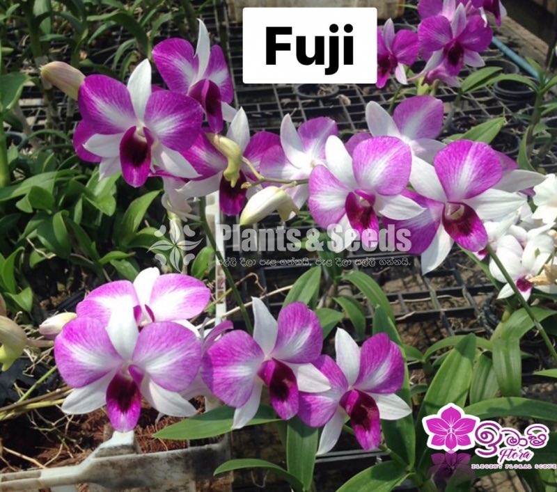 Dendrobium Orchid-190