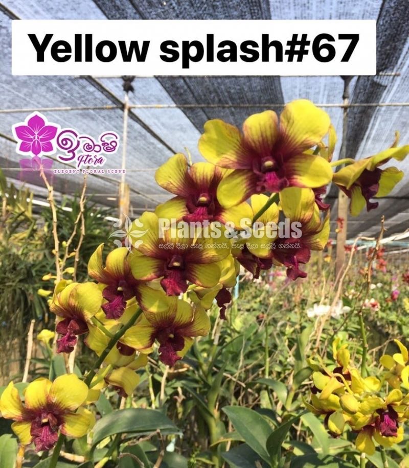 Dendrobium Orchid-190