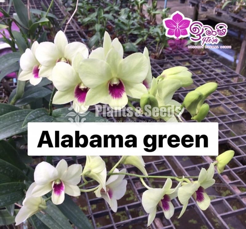 Dendrobium Orchid-190
